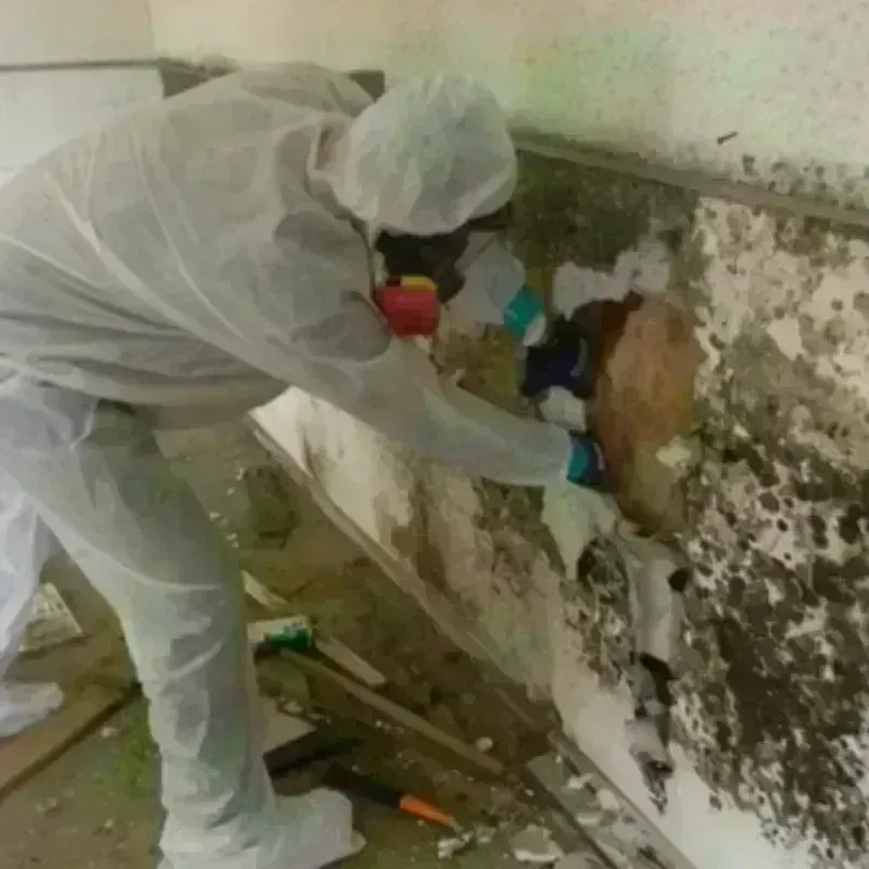 Mold Remediation and Removal in McDowell County, WV